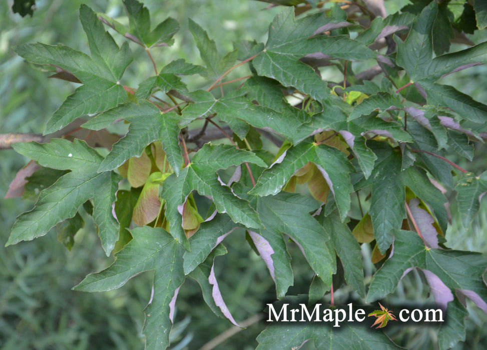 Acer griseum x pseudoplatnus 'Purple Haze' Paperbark Sycamore Maple Hybrid