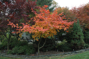 - Acer japonicum 'Mai kujaku' Dancing Peacock Japanese Maple - Mr Maple │ Buy Japanese Maple Trees