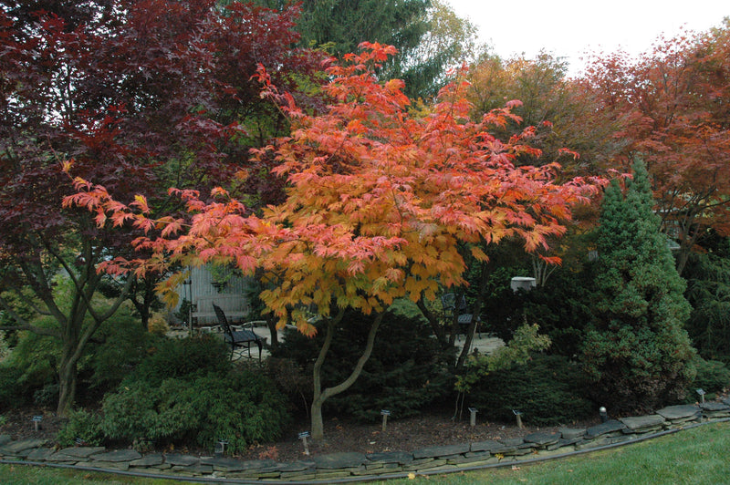 - Acer japonicum 'Mai kujaku' Dancing Peacock Japanese Maple - Mr Maple │ Buy Japanese Maple Trees