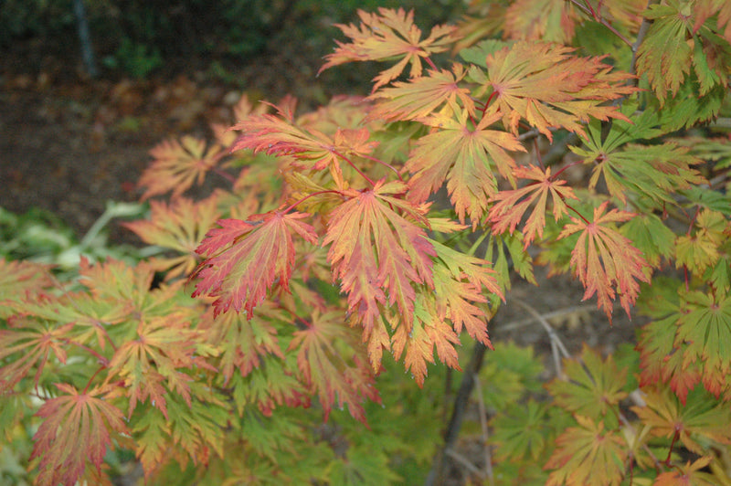 - Acer japonicum 'Mai kujaku' Dancing Peacock Japanese Maple - Mr Maple │ Buy Japanese Maple Trees