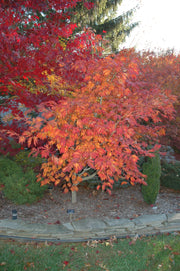 - Acer japonicum 'Mai kujaku' Dancing Peacock Japanese Maple - Mr Maple │ Buy Japanese Maple Trees