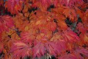 - Acer japonicum 'Mai kujaku' Dancing Peacock Japanese Maple - Mr Maple │ Buy Japanese Maple Trees