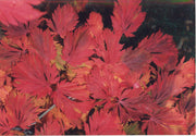 - Acer japonicum 'Mai kujaku' Dancing Peacock Japanese Maple - Mr Maple │ Buy Japanese Maple Trees