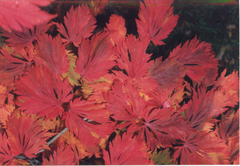 - Acer japonicum 'Mai kujaku' Dancing Peacock Japanese Maple - Mr Maple │ Buy Japanese Maple Trees