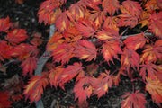 - Acer japonicum 'Mai kujaku' Dancing Peacock Japanese Maple - Mr Maple │ Buy Japanese Maple Trees