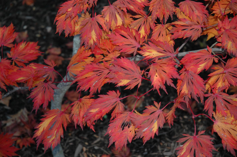 - Acer japonicum 'Mai kujaku' Dancing Peacock Japanese Maple - Mr Maple │ Buy Japanese Maple Trees