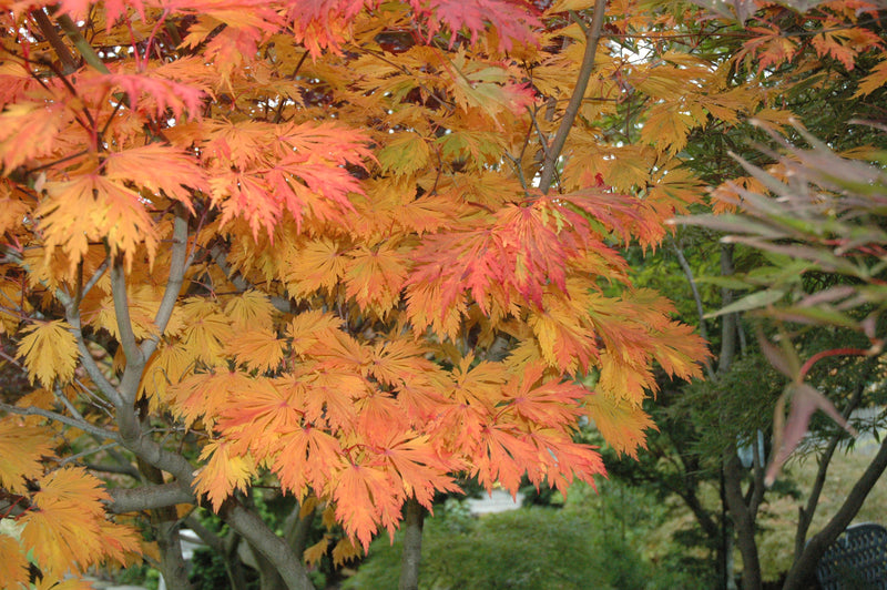 - Acer japonicum 'Mai kujaku' Dancing Peacock Japanese Maple - Mr Maple │ Buy Japanese Maple Trees