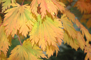 - Acer japonicum 'Mai kujaku' Dancing Peacock Japanese Maple - Mr Maple │ Buy Japanese Maple Trees