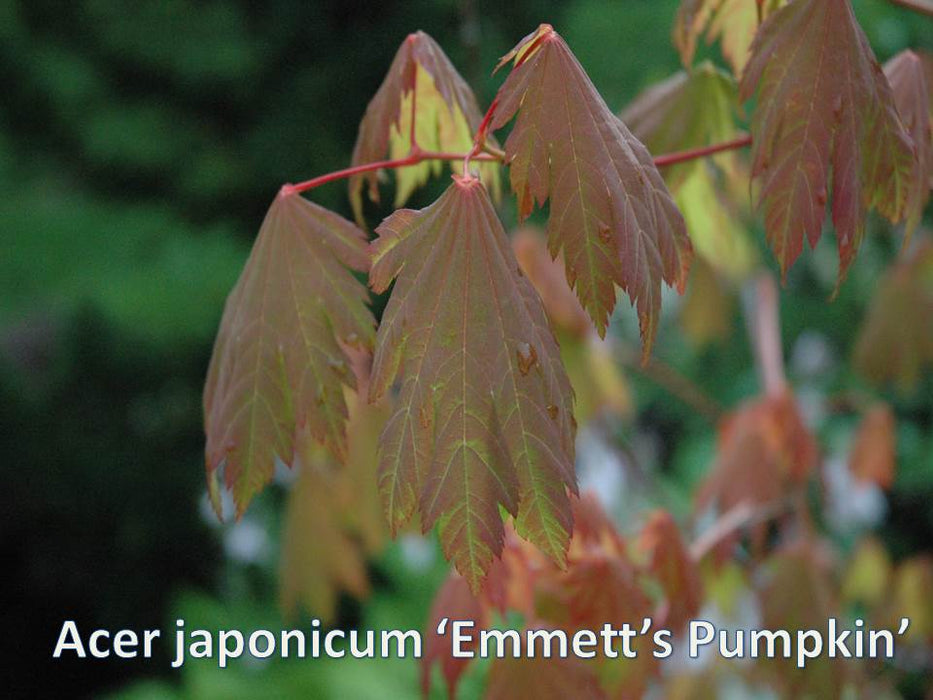 Acer japonicum 'Emmett's Pumpkin' Full Moon Japanese Maple