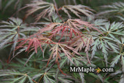 - Acer palmatum 'Jeddeloh Orange' Weeping Japanese Maple - Mr Maple │ Buy Japanese Maple Trees