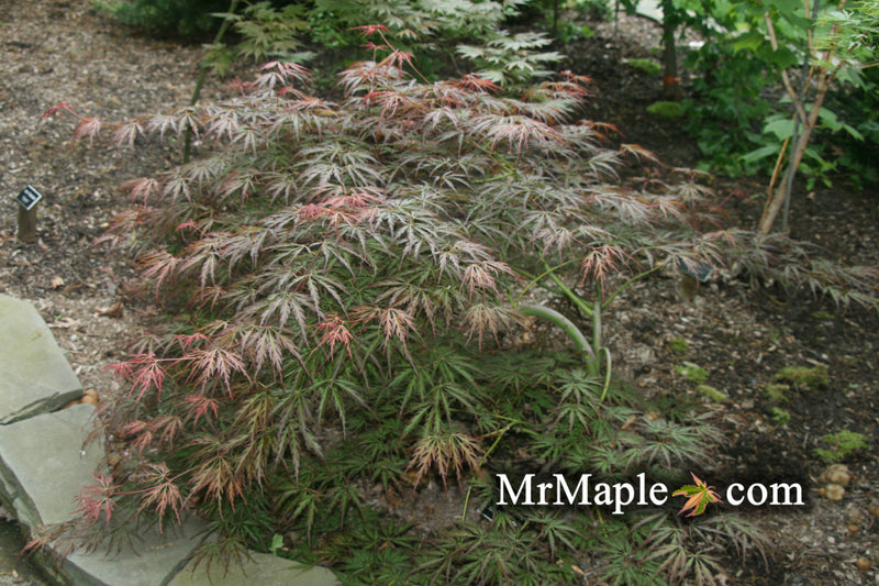 - Acer palmatum 'Jeddeloh Orange' Weeping Japanese Maple - Mr Maple │ Buy Japanese Maple Trees
