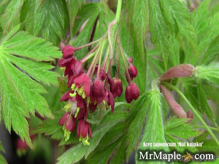 - Acer japonicum 'Mai kujaku' Dancing Peacock Japanese Maple - Mr Maple │ Buy Japanese Maple Trees