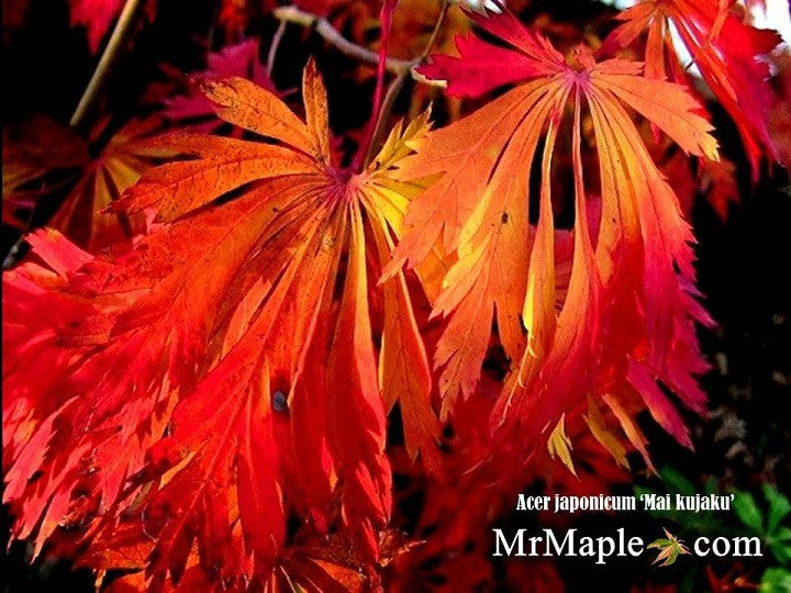 - Acer japonicum 'Mai kujaku' Dancing Peacock Japanese Maple - Mr Maple │ Buy Japanese Maple Trees