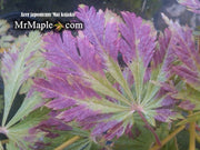 - Acer japonicum 'Mai kujaku' Dancing Peacock Japanese Maple - Mr Maple │ Buy Japanese Maple Trees