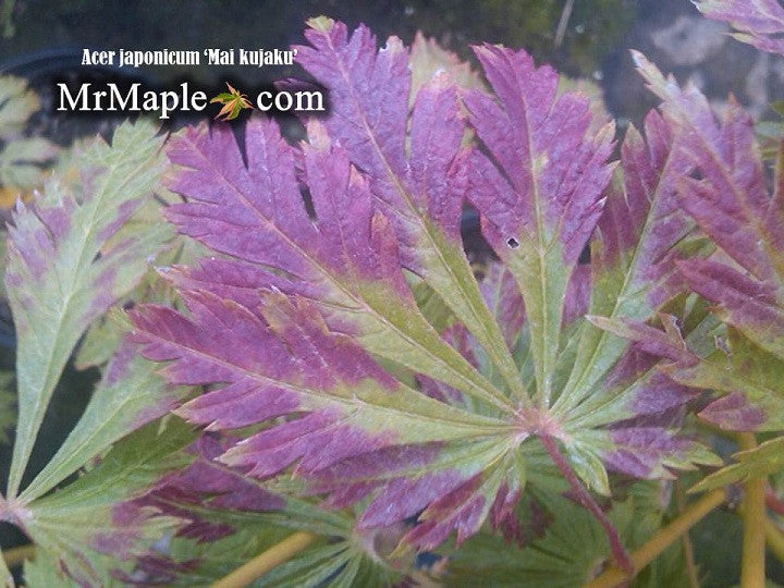 - Acer japonicum 'Mai kujaku' Dancing Peacock Japanese Maple - Mr Maple │ Buy Japanese Maple Trees