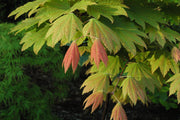 - Acer japonicum 'Taki no gawa' Full Moon Japanese Maple - Mr Maple │ Buy Japanese Maple Trees
