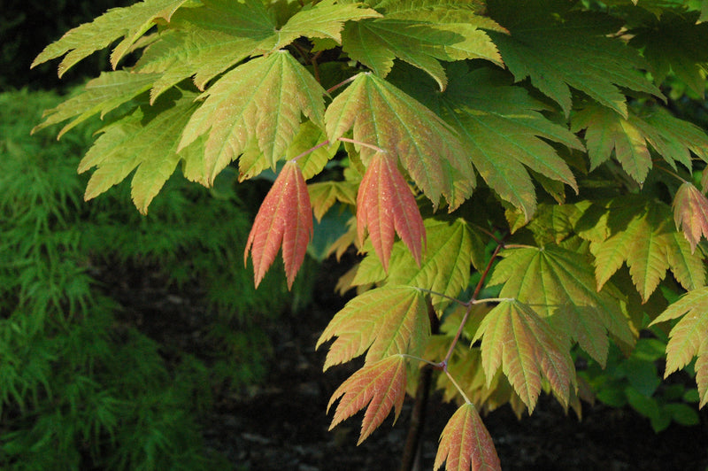 - Acer japonicum 'Taki no gawa' Full Moon Japanese Maple - Mr Maple │ Buy Japanese Maple Trees