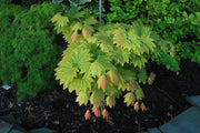 - Acer japonicum 'Taki no gawa' Full Moon Japanese Maple - Mr Maple │ Buy Japanese Maple Trees