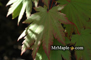 - Acer japonicum 'Vitifolium' Large Leaf Full Moon Japanese Maple - Mr Maple │ Buy Japanese Maple Trees
