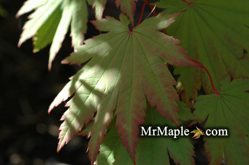 - Acer japonicum 'Vitifolium' Large Leaf Full Moon Japanese Maple - Mr Maple │ Buy Japanese Maple Trees