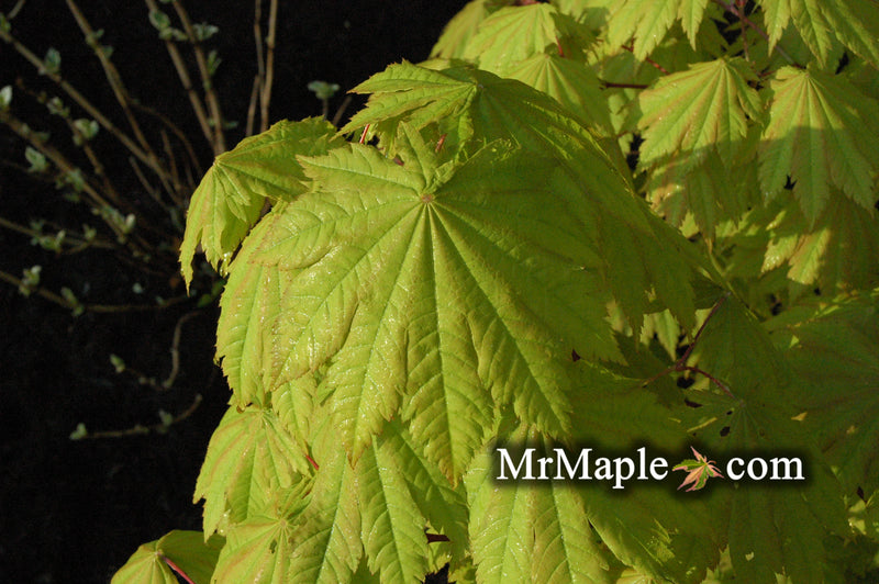 - Acer japonicum 'Vitifolium' Large Leaf Full Moon Japanese Maple - Mr Maple │ Buy Japanese Maple Trees