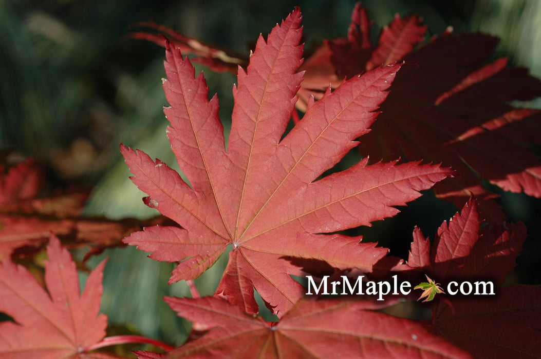 Acer japonicum 'Vitifolium' Large Leaf Full Moon Japanese Maple