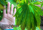 - FOR PICKUP ONLY | Acer japonicum 'Yama kage' Mountain Shadows Full Moon Japanese Maple | DOES NOT SHIP - Mr Maple │ Buy Japanese Maple Trees