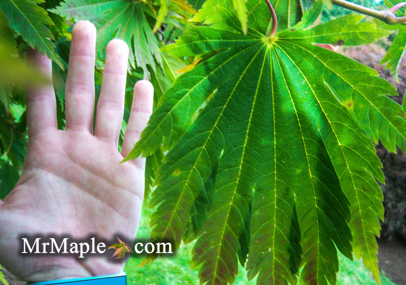 - FOR PICKUP ONLY | Acer japonicum 'Yama kage' Mountain Shadows Full Moon Japanese Maple | DOES NOT SHIP - Mr Maple │ Buy Japanese Maple Trees