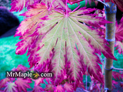 - FOR PICKUP ONLY | Acer japonicum 'Yama kage' Mountain Shadows Full Moon Japanese Maple | DOES NOT SHIP - Mr Maple │ Buy Japanese Maple Trees