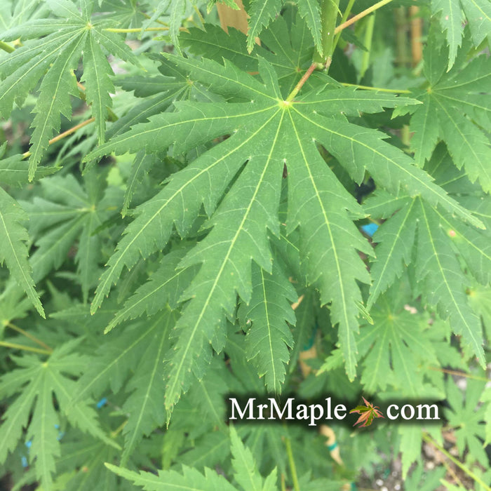 Acer japonicum x palmatum 'Shuriken' Full Moon Japanese Maple