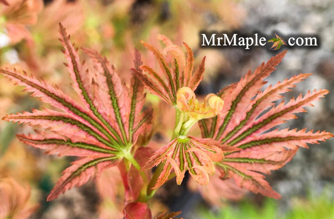 Acer palmatum 'Abigail Rose' Dwarf Variegated Japanese Maple