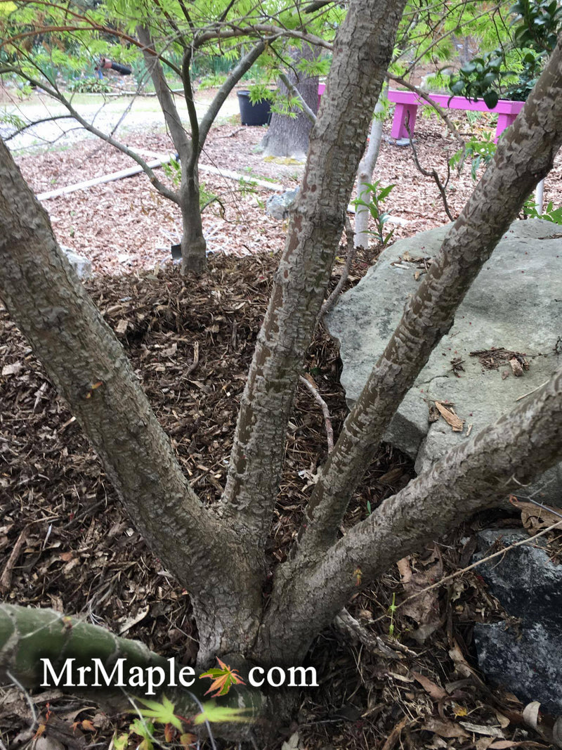 - Acer palmatum 'Alan's Gold' Pinebark Japanese Maple - Mr Maple │ Buy Japanese Maple Trees