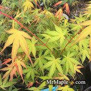 - Acer palmatum 'Alan's Gold' Pinebark Japanese Maple - Mr Maple │ Buy Japanese Maple Trees