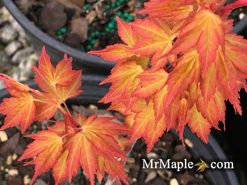 - Acer palmatum 'Alan's Gold' Pinebark Japanese Maple - Mr Maple │ Buy Japanese Maple Trees
