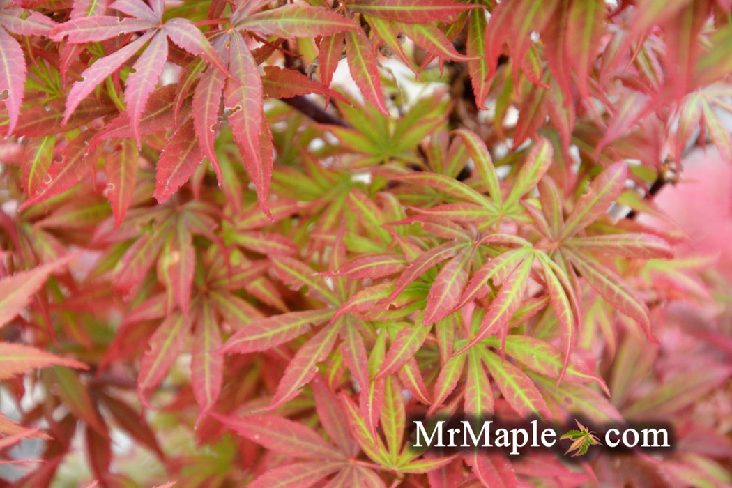 Acer palmatum 'Alpine Sunrise' Dwarf Red Japanese Maple