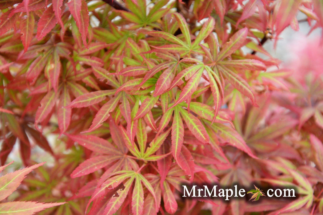 Acer palmatum 'Alpine Sunrise' Dwarf Red Japanese Maple