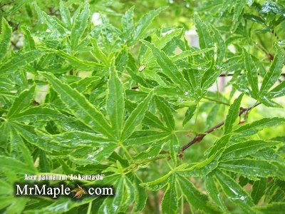 Acer palmatum 'Ao kanzashi' Japanese Maple