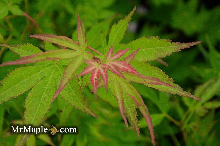 Acer palmatum 'Aocha nishiki' Japanese Maple