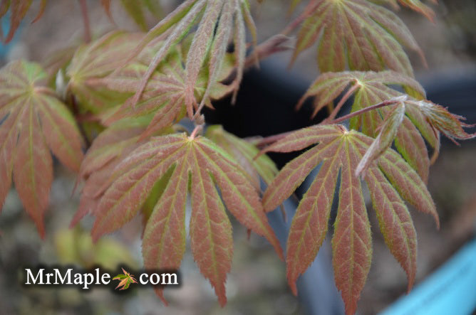 Acer palmatum 'Azuma murasaki' Japanese Maple