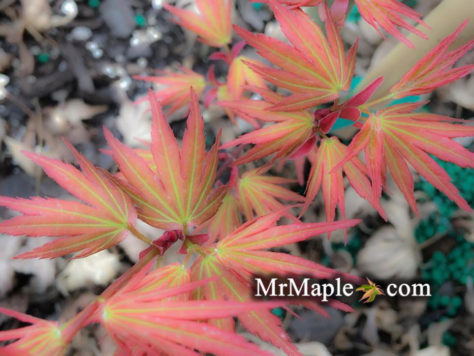 Acer palmatum 'Barbara' Japanese Maple