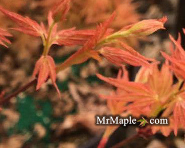 Acer palmatum 'Barbara' Japanese Maple