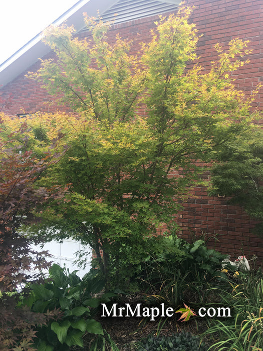 Acer palmatum 'Baton Rouge' Coral Bark Japanese Maple