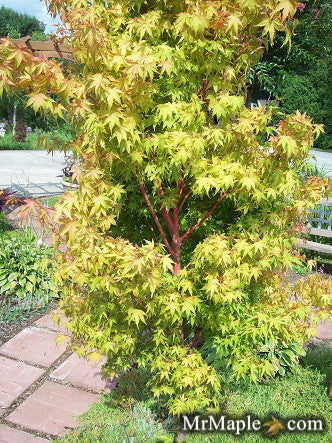 Acer palmatum 'Beni kawa' Coral Bark Japanese Maple