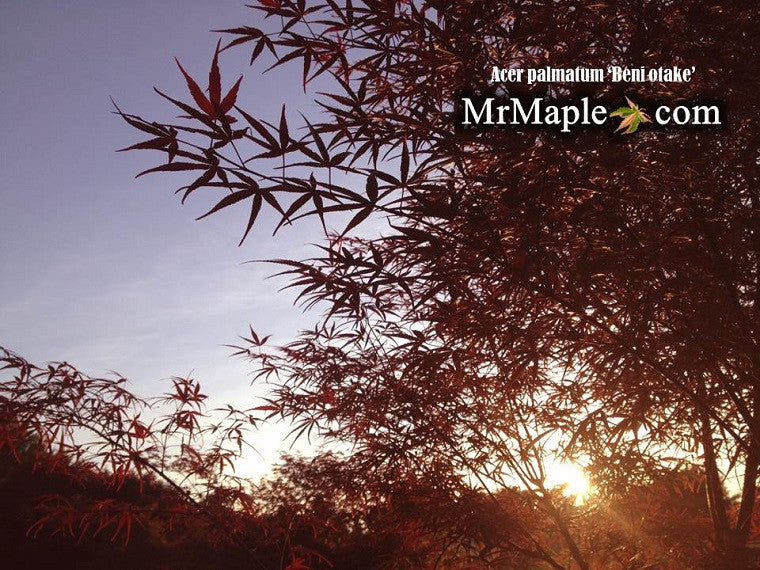 Acer palmatum 'Beni otake' Red Bamboo Japanese Maple