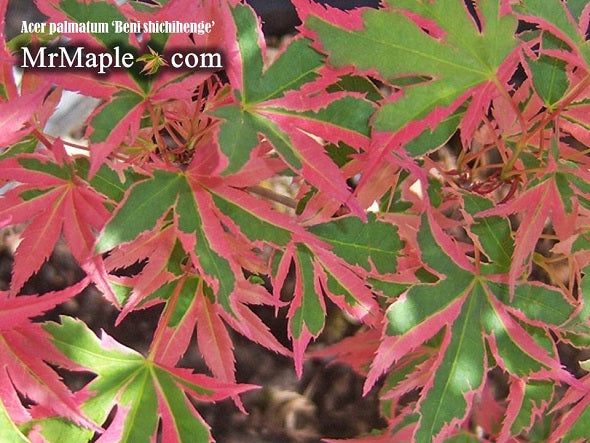 - Acer palmatum 'Beni shichihenge' Pink Variegated Japanese Maple - Mr Maple │ Buy Japanese Maple Trees