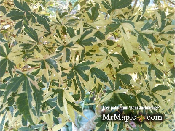 - Acer palmatum 'Beni shichihenge' Pink Variegated Japanese Maple - Mr Maple │ Buy Japanese Maple Trees