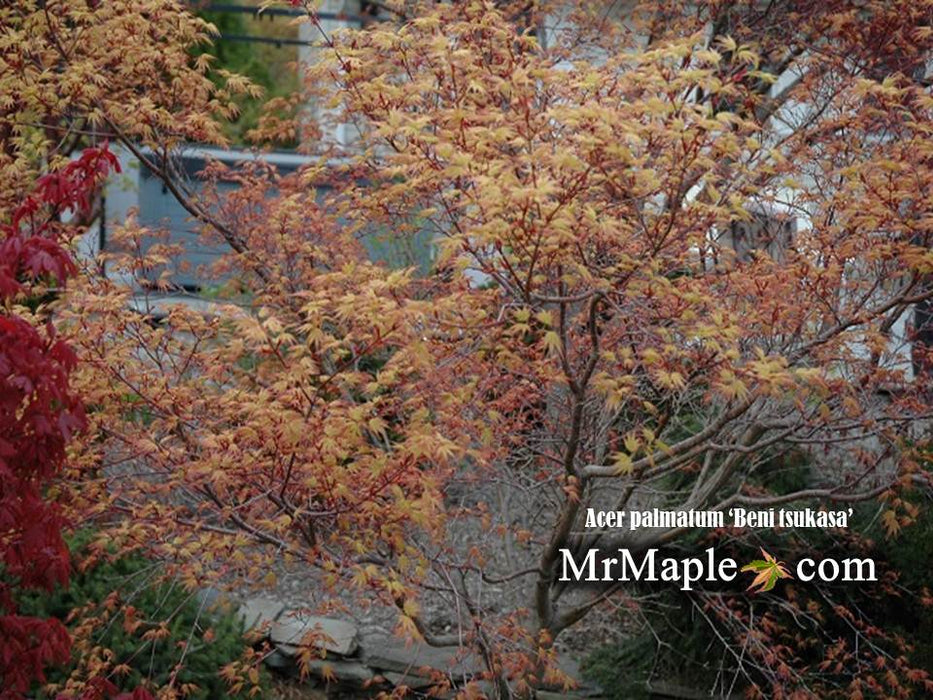 Acer palmatum 'Beni tsukasa' Pink Spring Interest Japanese Maple