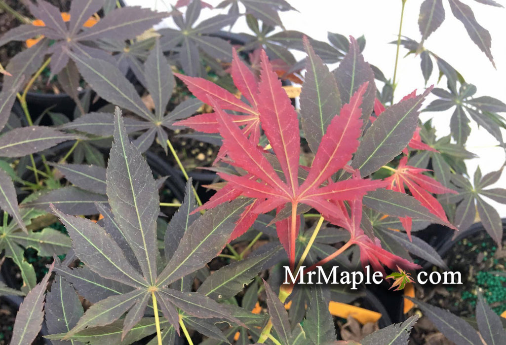 Acer palmatum 'Blackbeard's Gold' Japanese Maple