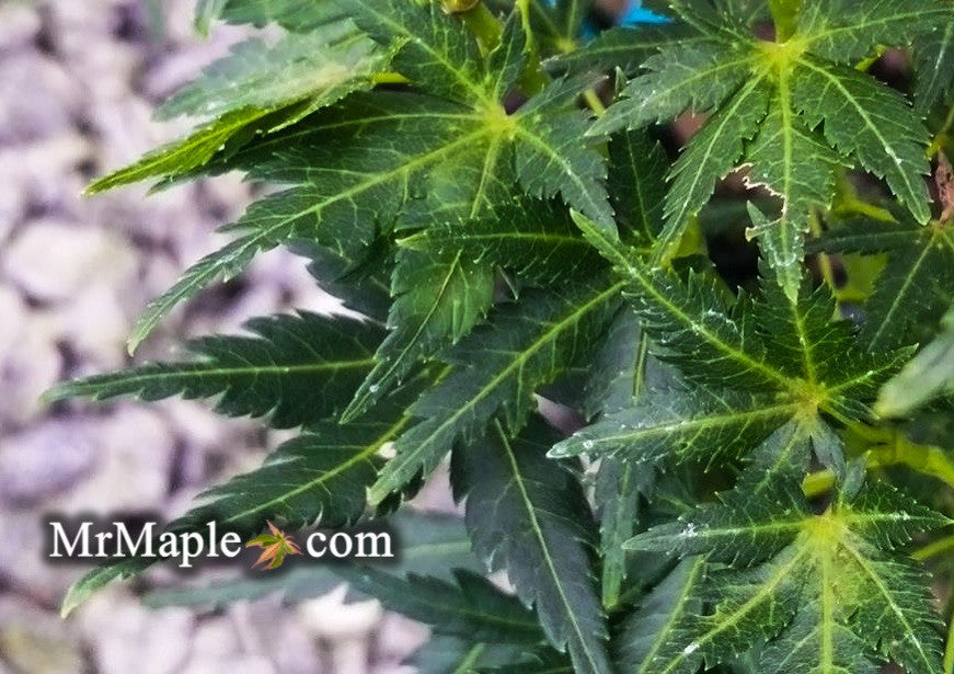 Acer palmatum 'Chiri hime' Dwarf Japanese Maple