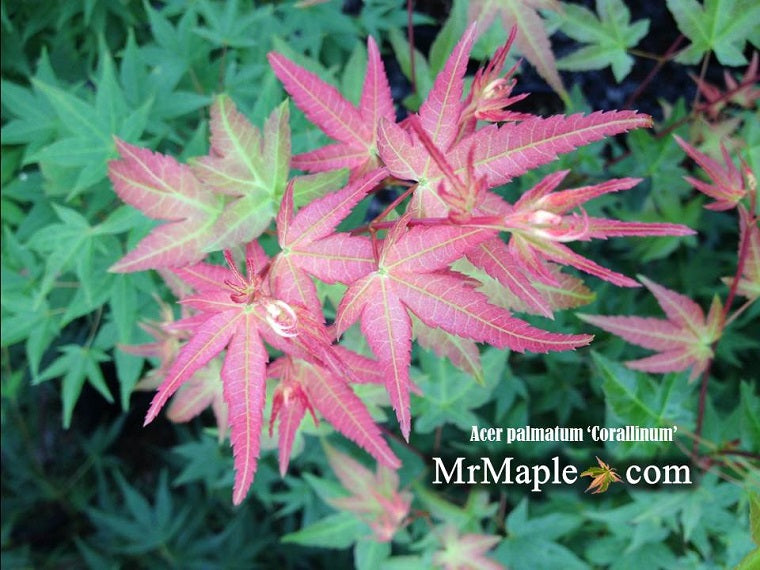 Acer palmatum 'Corallinum' Pink Japanese Maple